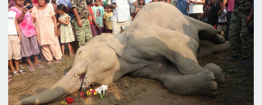 जंगली हात्ती मृत भेटल जंगली हात्ती मृत भेटल